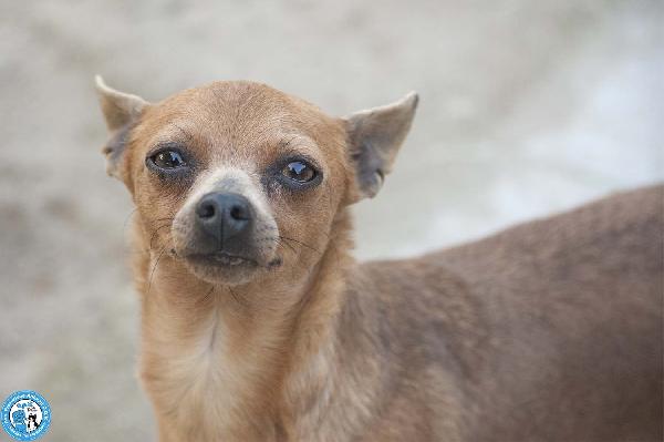 Tuono: 5 chili di personalità e un cuore da riparare Foto 3